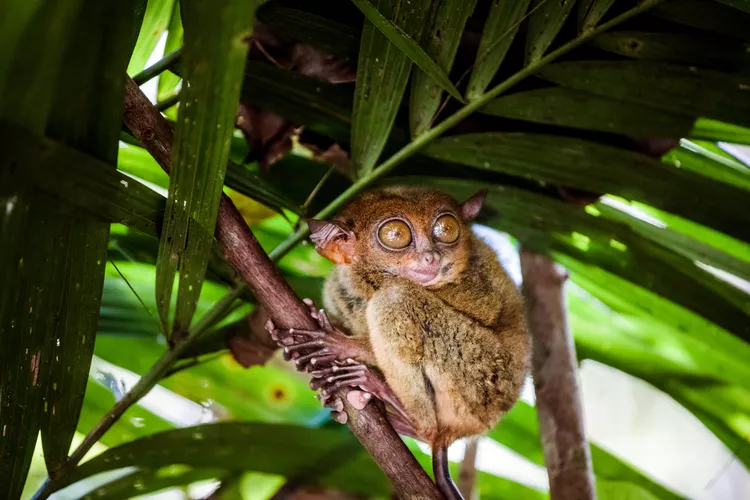 15 Magnificent Facts About Mongooses That Will Surprise You