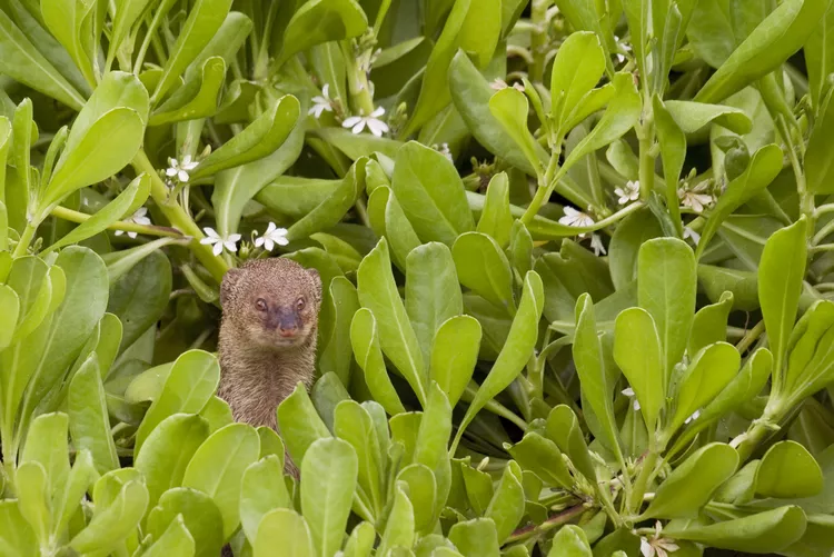 10 Terrific Facts About Tarsiers That Will Leave You Amazed